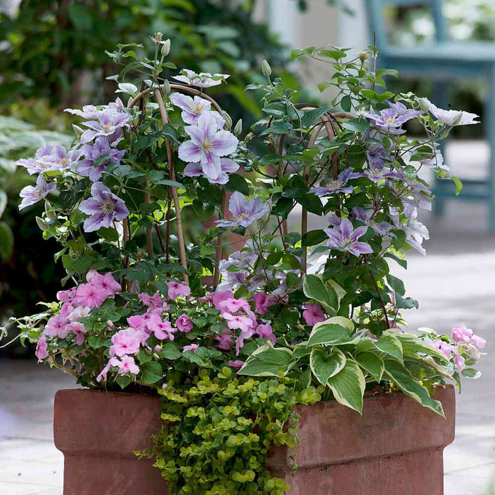 Clematis (Clematita) Piilu, planta cataratoare cu flori duble roz deschis, inflorire abundenta vara, premiat