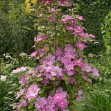 Clematis (Clematita) Pink Fantasy, planta cataratoare cu flori roz delicat, inflorire abundenta primavara/vara