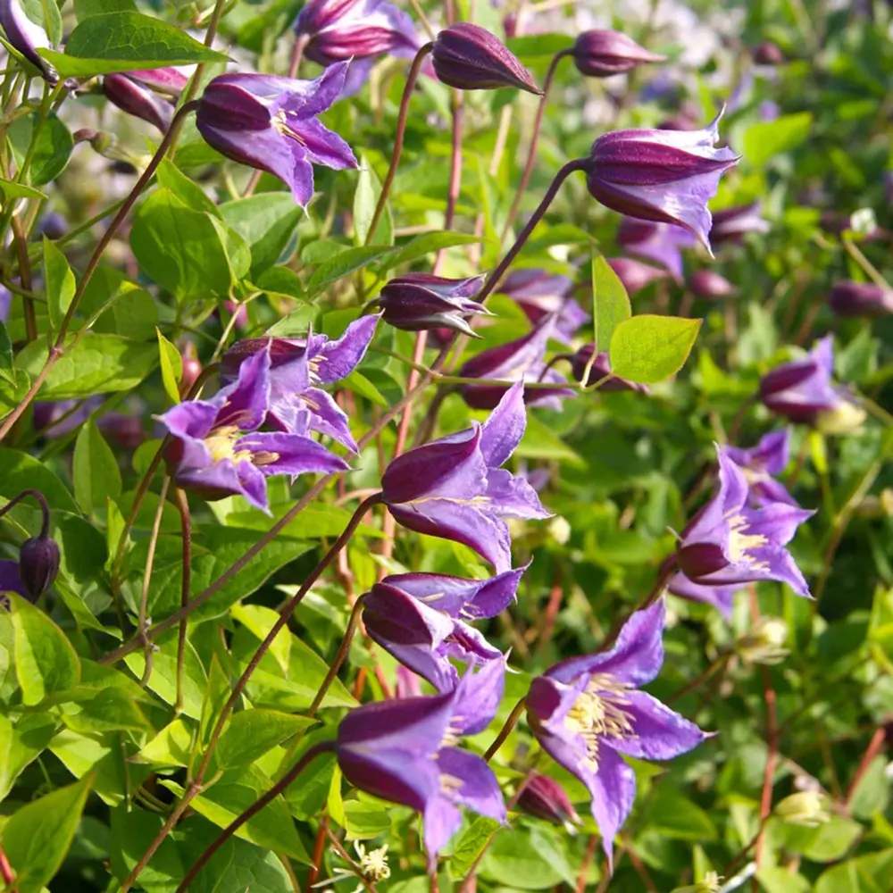 Clematita (Clematis) Prince William, planta cataratoare ornamentala cu flori albastre-violet, inflorire lunga