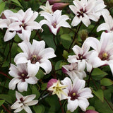 Clematis (Clematita) Princess Kate, planta cataratoare cu flori spectaculoase albe cu margine violet in forma de clopot, inflorire abundenta vara
