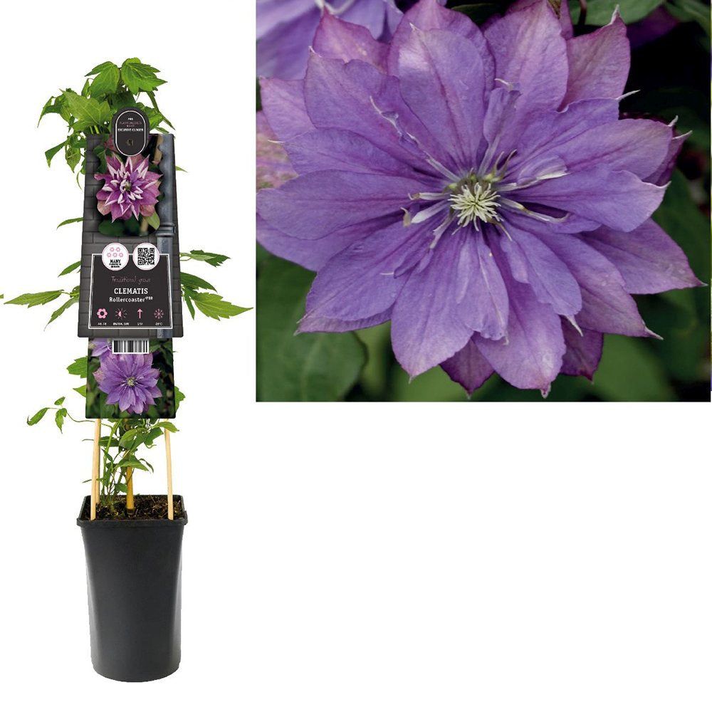 Clematis (Clematita) Rollercoaster, planta cataratoare cu flori spectaculoase violet inchis, inflorire abundenta vara