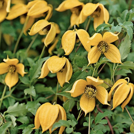 Clematis Tibetana Tanguatica, planta cataratoare cu flori spectaculoase galben in forma de clopot, inflorire abundenta vara