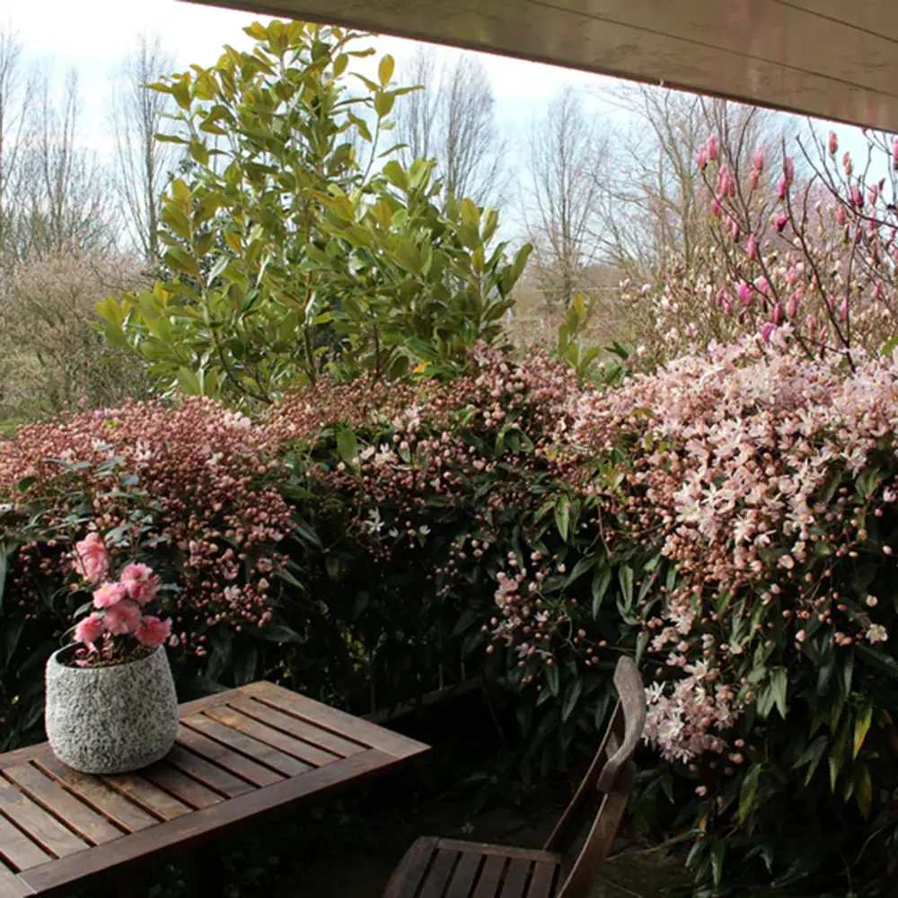 Clematis (Clematita) Armandii Apple Blossom planta cataratoare cu flori mari roz parfumate, semi vesnic verde. inflorire abundenta primavara/vara