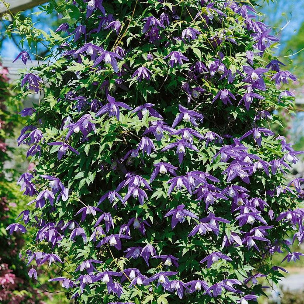Clematis (Clematita) Alpina,  cataratoare cu flori albastre-violet, pentru gradina