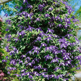 Clematis (Clematita) Alpina,  cataratoare cu flori albastre-violet, pentru gradina