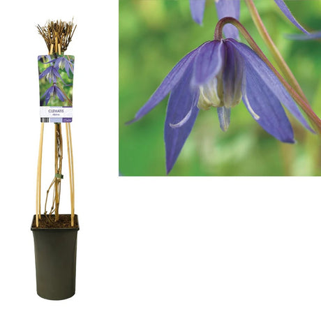 Clematis (Clematita) Alpina,  cataratoare cu flori albastre-violet, pentru gradina