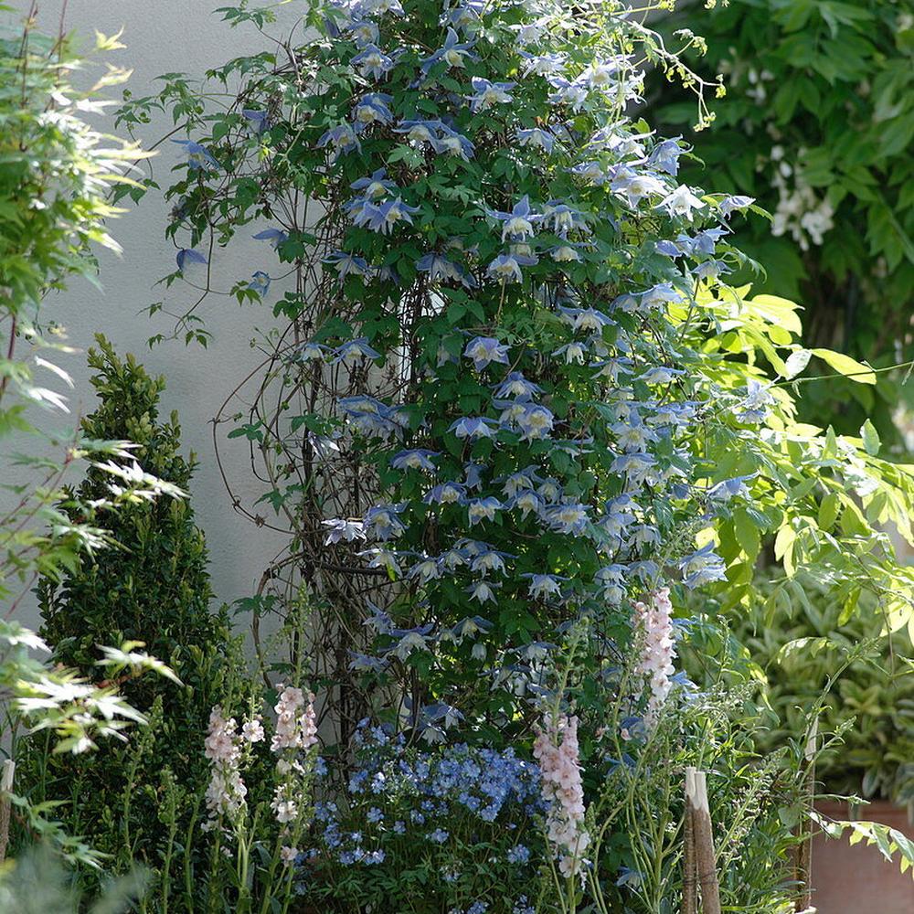 Clematis (Clematita) Alpina,  cataratoare cu flori albastre-violet, pentru gradina