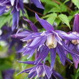 Clematis (Clematita) Alpina,  cataratoare cu flori albastre-violet, pentru gradina