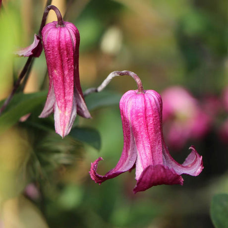 Clematis (Clematita) Queen Mother, cu flori roz-purpuriu, cataratoare