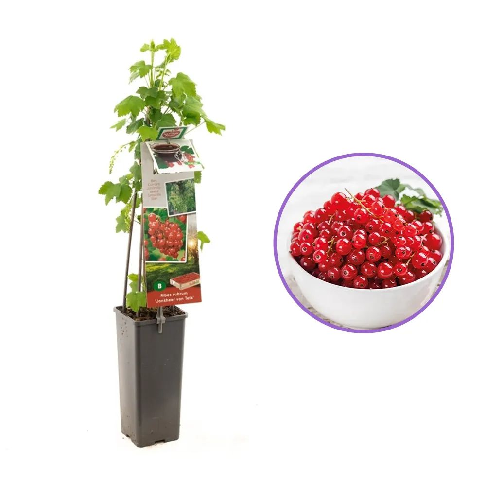 Coacaz Rosu Jonkheer Van Tets (Ribes Rubrum), cu fructe dulci-acrisoare rosii, an 2 pe rod