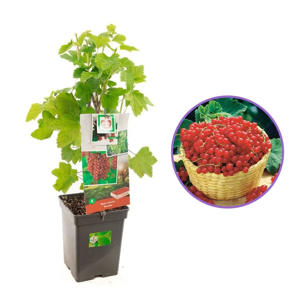 Coacaz Rosu Rivada (Ribes Rubrum Rovada), cu fructe dulci-acrisor, an 2 pe rod