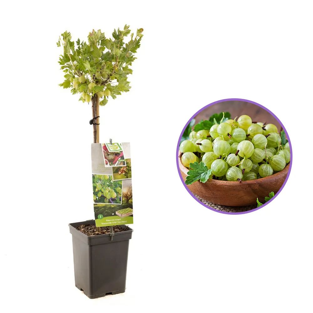 Coacaz Verde Hinnonmaki (Ribes Uca Crispa), cu fructe dulci-acrisoare verzui, 2 pe rod