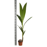 Black Friday - Reduceri Palmier Cocotier (Cocos Nucifera) - 160 cm Promotie