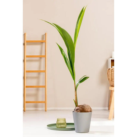 Black Friday - Reduceri Palmier Cocotier (Cocos Nucifera) - 120 cm Promotie