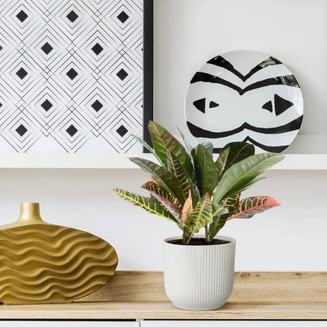 Croton Codiaeum Variegatum Petra, planta de apartament exotica cu frunze verzi rosii portocalii - 35 cm