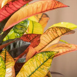 Croton Codiaeum Variegatum Mrs. Iceton, 30 cm, planta de apartament exotica cu frunze rosii portocalii galbene
