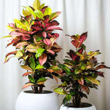Croton Codiaeum Variegatum Mrs. Iceton, 30 cm, planta de apartament exotica cu frunze rosii portocalii galbene
