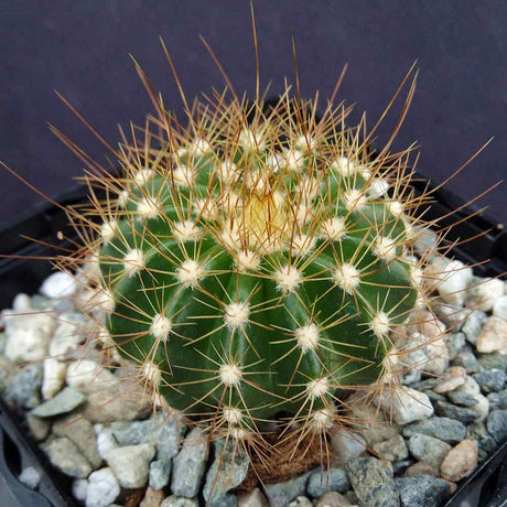 Cactusul cu Cap Auriu Coleocephalocereus Aureus, rar de interior cu spini aurii decorativi