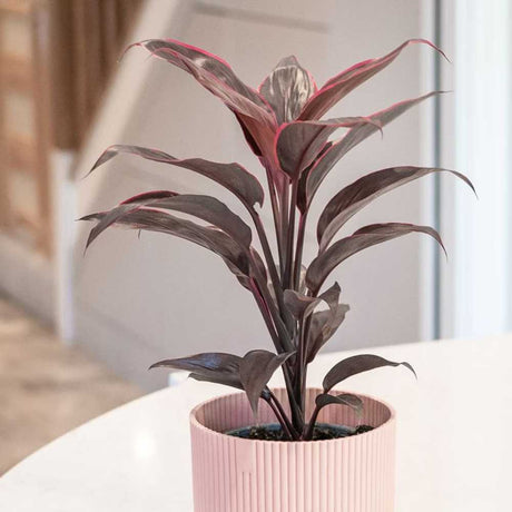 Planta Norocoasa (Cordyline fruticosa) Mambo - 50 cm
