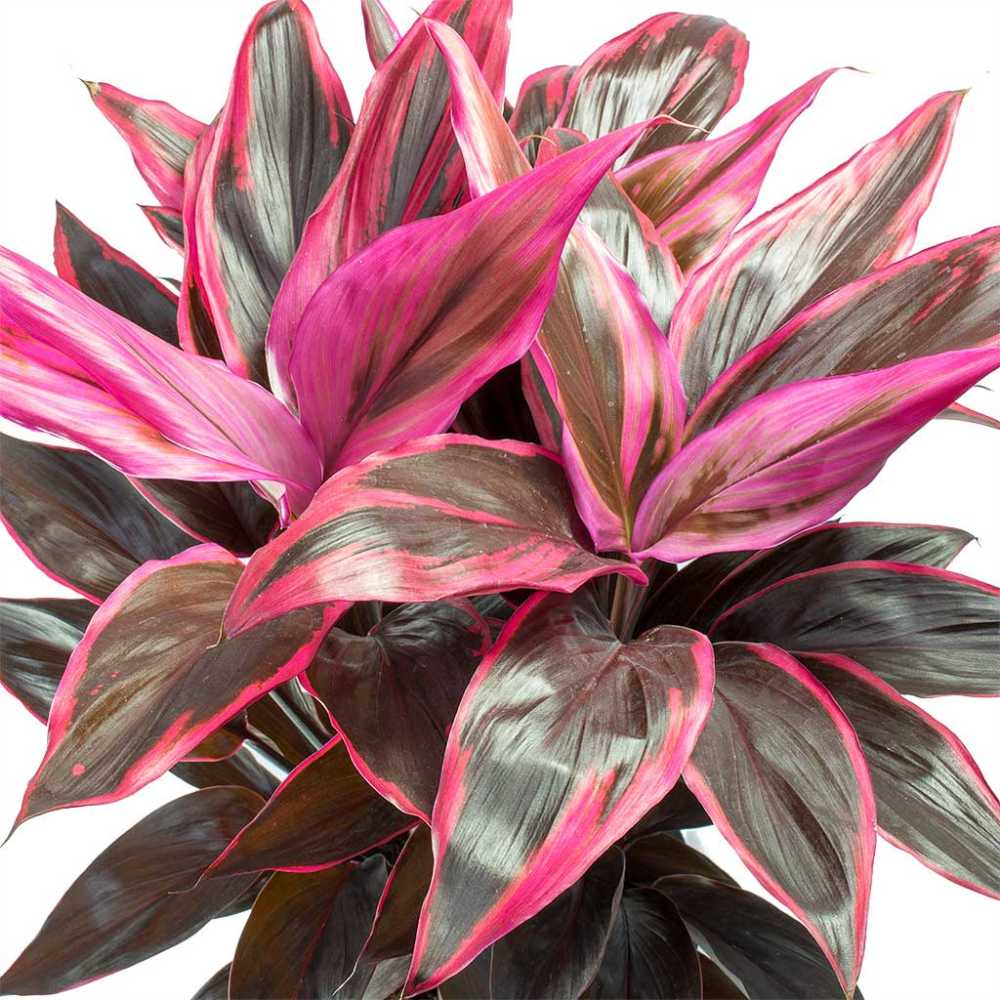 Planta Norocoasa (Cordyline fruticosa) Mambo - 50 cm