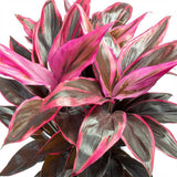 Planta Norocoasa (Cordyline fruticosa) Mambo - 50 cm