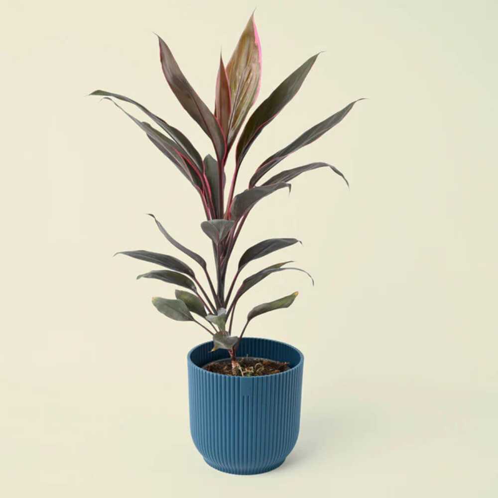 Planta Norocoasa (Cordyline fruticosa) Mambo - 50 cm