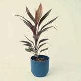 Planta Norocoasa (Cordyline fruticosa) Mambo - 50 cm