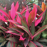 Planta Norocoasa (Cordyline fruticosa) Red Sister - 50 cm