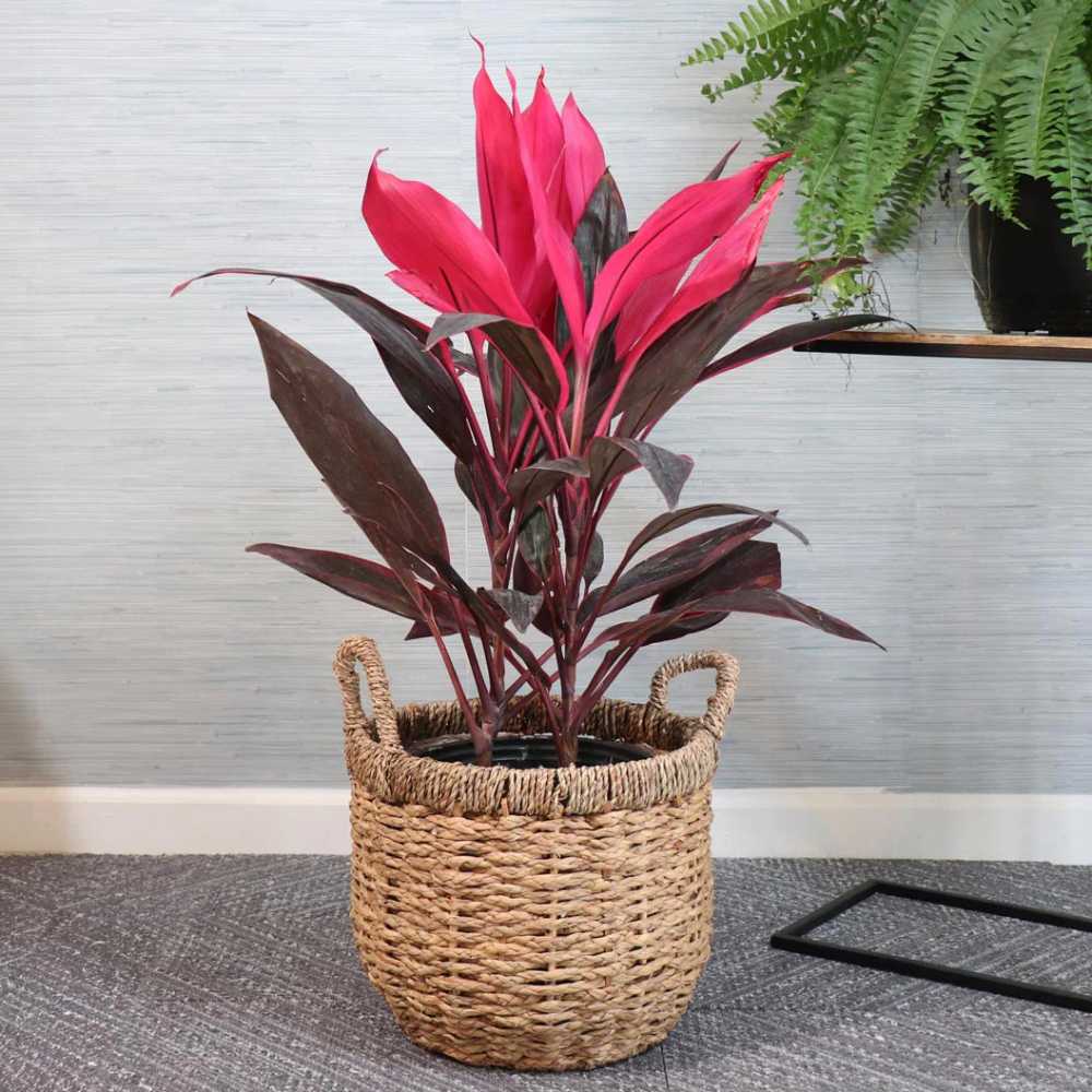Planta Norocoasa (Cordyline fruticosa) Red Sister - 50 cm