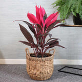 Planta Norocoasa (Cordyline fruticosa) Red Sister - 50 cm