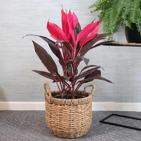 Planta Norocoasa (Cordyline fruticosa) Red Sister - 50 cm