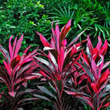 Planta Norocoasa (Cordyline fruticosa) Red Sister - 50 cm