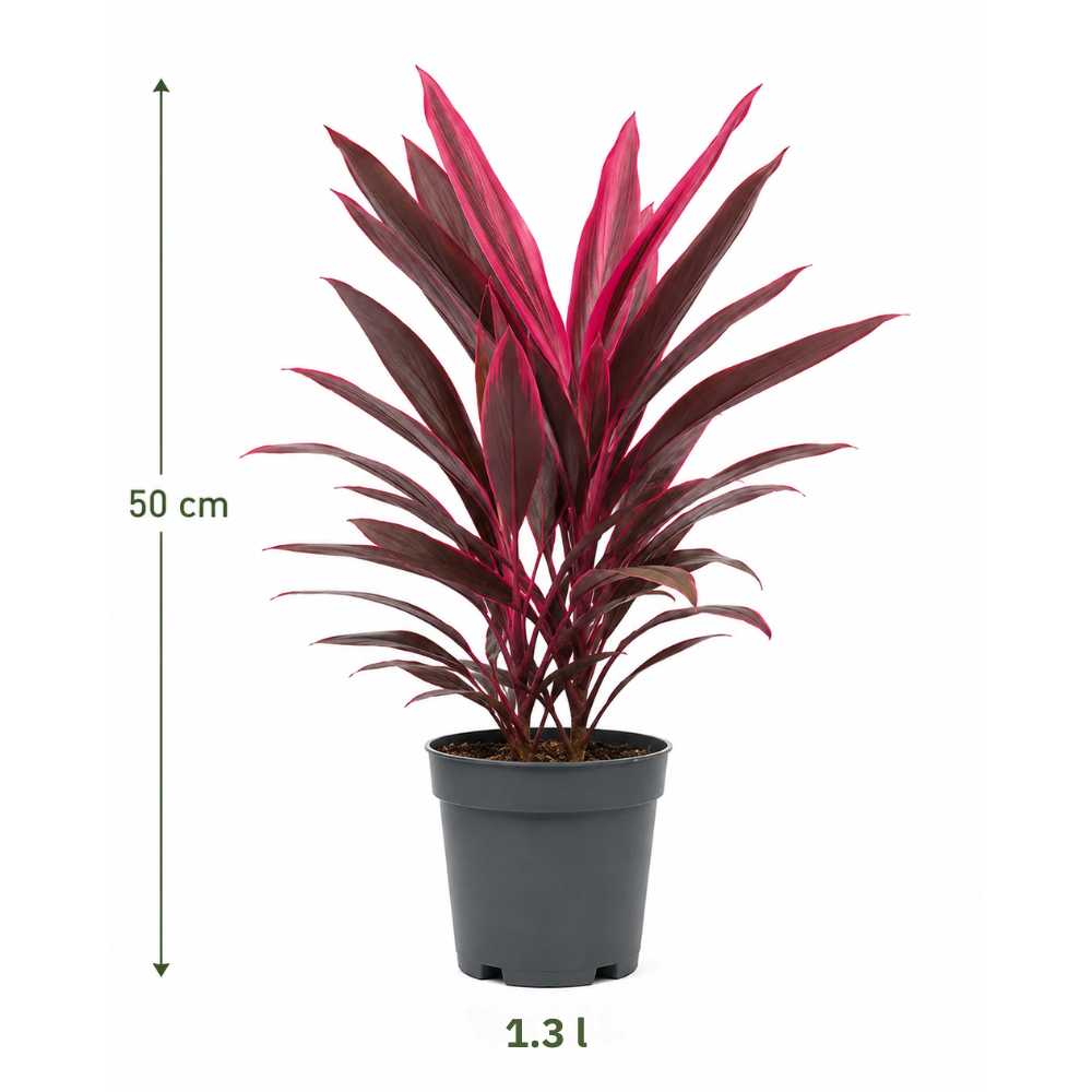 Planta Norocoasa (Cordyline fruticosa) Red Sister - 50 cm