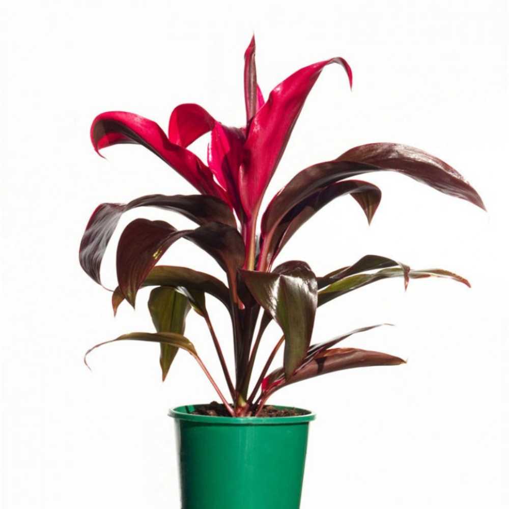 Planta Norocoasa (Cordyline fruticosa) Red Sister - 50 cm