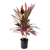 Planta Norocoasa (Cordyline fruticosa) Red Sister - 50 cm