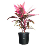 Planta Norocoasa (Cordyline fruticosa) Red Sister - 50 cm