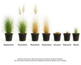Iarba de Pampas Selloana (Cortaderia), cu spice mari albe, foarte inalta la maturitate, crestere rapida