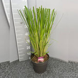 Iarba de Pampas (Cortaderia) Pink Feather, spice mari roz pufoase, frunzis arhitectural, rezistenta la seceta