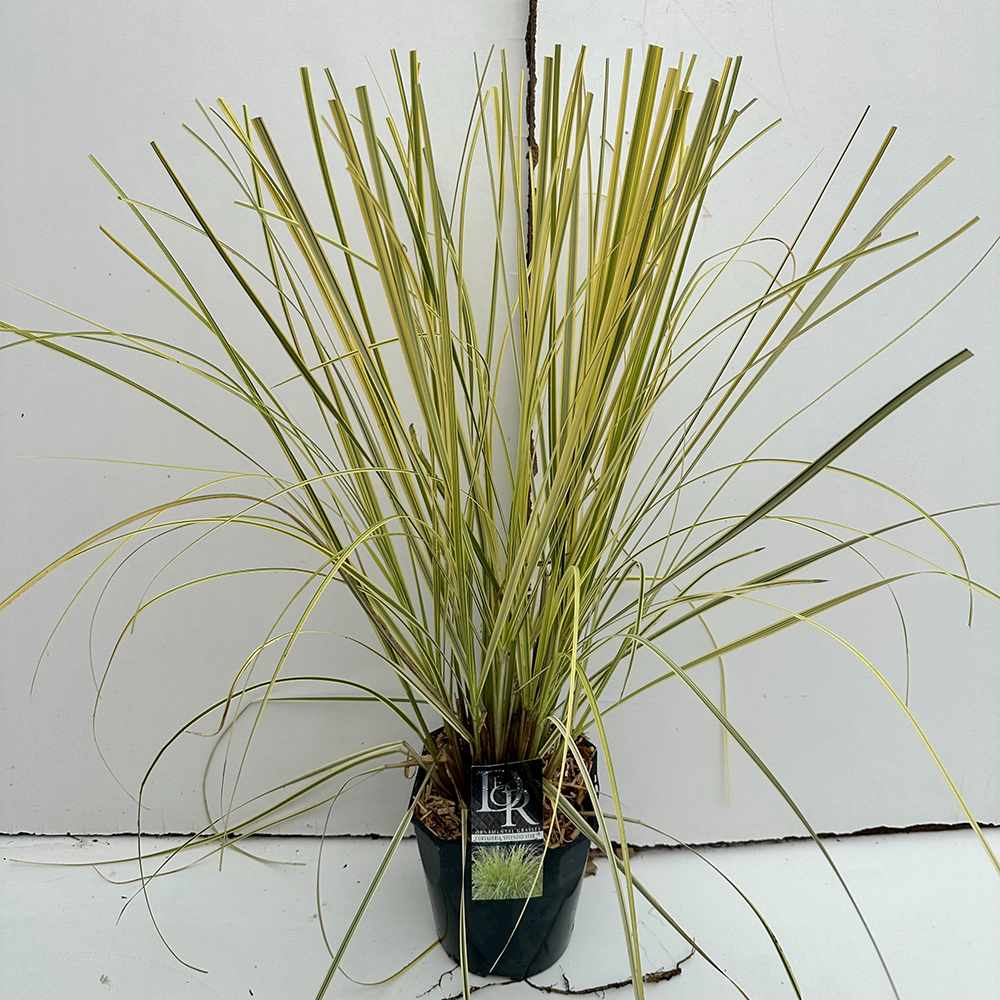 Iarba de Pampas (Cortaderia) Splendid Star, iarba decorativa cu frunzis variegat galben-auriu si inflorescente albe, rezistenta si compacta