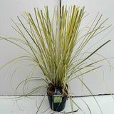 Iarba de Pampas (Cortaderia) Splendid Star, iarba decorativa cu frunzis variegat galben-auriu si inflorescente albe, rezistenta si compacta