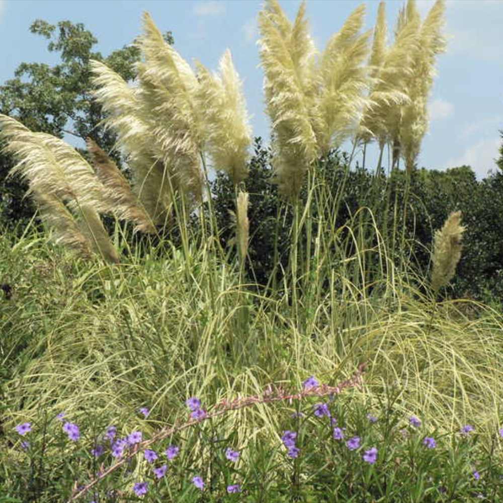 Iarba de Pampas (Cortaderia) Splendid Star, iarba decorativa cu frunzis variegat galben-auriu si inflorescente albe, rezistenta si compacta
