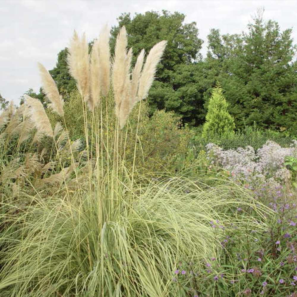 Iarba de Pampas (Cortaderia) Splendid Star, iarba decorativa cu frunzis variegat galben-auriu si inflorescente albe, rezistenta si compacta