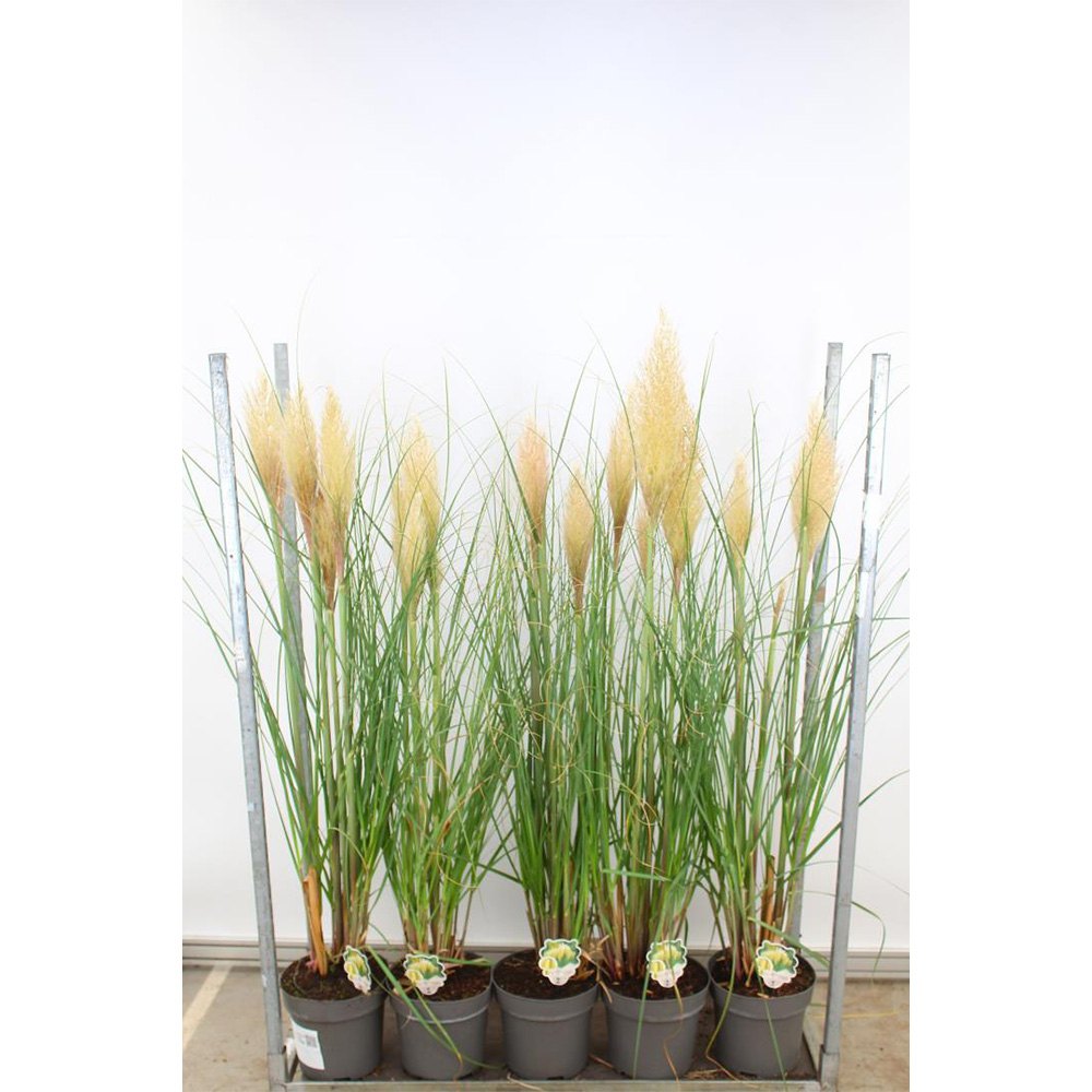 Iarba de Pampas (Cortaderia) Pumila, iarba ornamentala decorativa cu spice albe