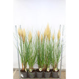 Iarba de Pampas (Cortaderia) Pumila, iarba ornamentala decorativa cu spice albe
