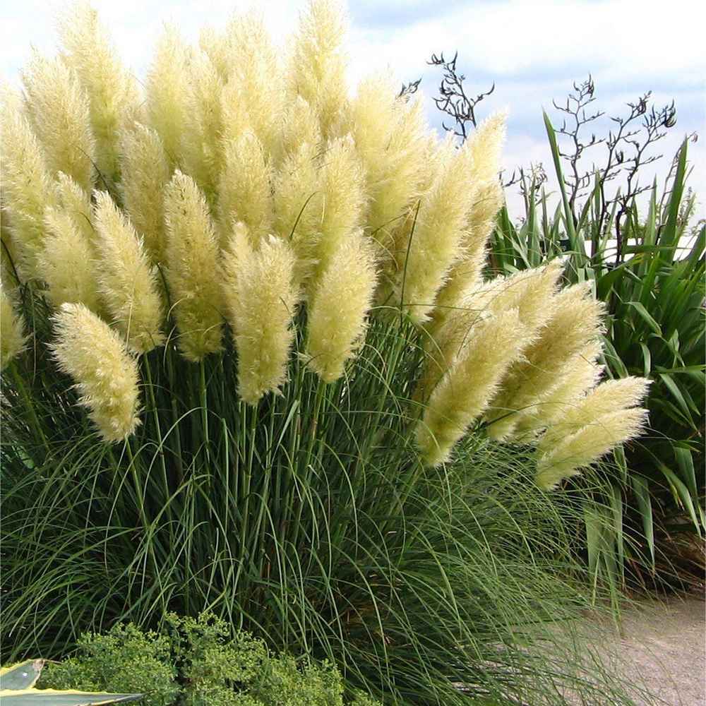 Iarba de Pampas (Cortaderia) Pumila