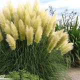 Black Friday - Reduceri Iarba de Pampas (Cortaderia) Pumila Promotie