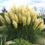 Iarba de Pampas (Cortaderia) Pumila