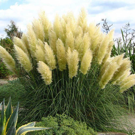 Black Friday - Reduceri Iarba de Pampas (Cortaderia) Pumila Promotie