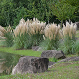 Black Friday - Reduceri Iarba de Pampas (Cortaderia) Pumila Promotie