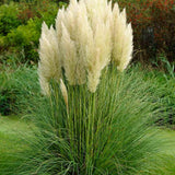 Black Friday - Reduceri Iarba de Pampas (Cortaderia) Pumila Promotie